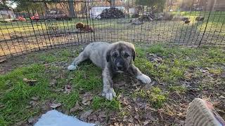 Princess 2023 F2 Anatolian Shepherd Puppy [upl. by Grimonia]