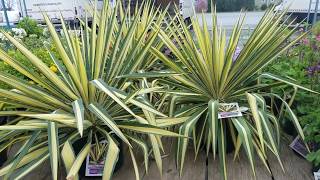 Yucca Color Guard Adams NeedleOutstanding👌Easy to Grow Evergreen Color [upl. by Ynohtna]