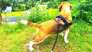 HOW IS WALKING A BEAGLE LIKE FUNNY BEAGLE DOG LOUIE [upl. by Wyatan511]