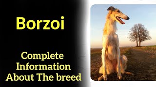 Borzoi Pros and Cons Price How to choose Facts Care History [upl. by Ycniuq]