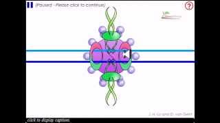 Non homologous end joining [upl. by Maribel]