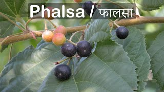 Grow Phalsa Plant From Seeds  Right Time  Fruit Tree [upl. by Moraj483]