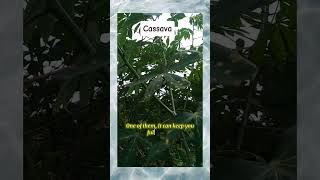 Cassava shortvideo cassava funny [upl. by Corley]