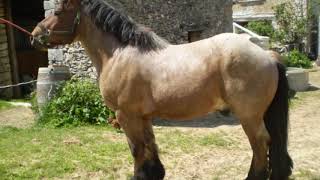 Mes chevaux ardennais🐎en Provence [upl. by Tracay349]