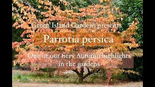 Parrotia persica Persian ironwood All you need to know about this Autumn beauty [upl. by Asilram496]