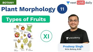 Plant Morphology  L 11  Types of Fruits  Unacademy NEET  Live Daily  Botany  Pradeep Sir [upl. by Ahtiekahs600]