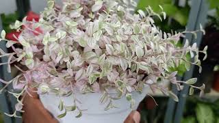 How to Take Care of Callisia Repens Pink Lady [upl. by Forcier]