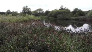 The Hidden Pond Pennington Flash [upl. by Anilegnave]