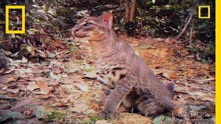 Elusive Golden Cat Filmed  National Geographic [upl. by Kcaz208]