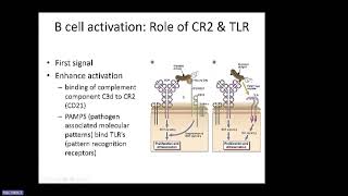 Abbas Ch 12 B Cell Activation and Antibody Production [upl. by Lalat]