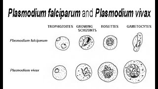 Plasmodium Vivax Notes for Cee [upl. by Ennayrb]