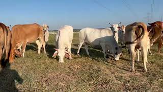 20 Brahman and Brahman Cross Cows 0530  Cattle for sale [upl. by Recha658]