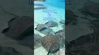 Stingrays Attack nature travel beach stingray islandvacation summersun sunset [upl. by Leidba]