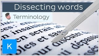 How dissecting words can help you be a pro in anatomical terminology  Kenhub [upl. by Lissa]