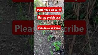 subscribers duet kalingaprab follwers buhayprobinsya [upl. by Nahraf286]