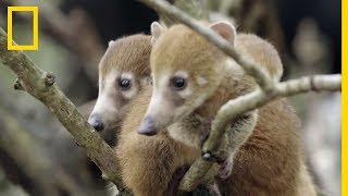 Mignon  les coatis à nez blancs cousins des ratons laveurs [upl. by Anidem15]