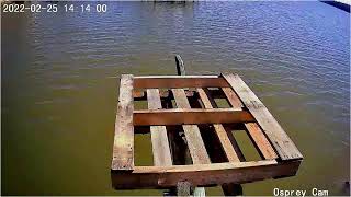 Dahlgren Osprey Cam Live Stream [upl. by Eissehc]