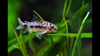 Pygmy Cory Catfish Salt and Pepper or “Corydoras Habrosus” KIRYSEK MALUTKI [upl. by Humfrey]