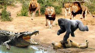 Greatest Fights In The Animal Kingdom 🐒🐍 Pt2  Wild Discovery Animals 2024 [upl. by Perla]