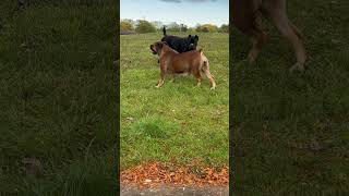 MOST ATHLETIC Mastiff in the World boerboel dogbreed boerboelbreeders [upl. by Anila287]