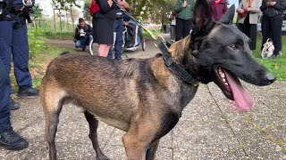 Un berger malinois est le nouvel agent de la police municipale [upl. by Bocoj]