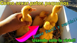 cómo sexar correctamente patos pequeños 🦆🌴 [upl. by Assennej]