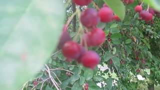 Tree ID Juneberry [upl. by Nesyaj]