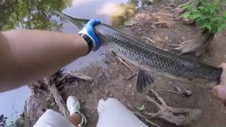 How To Catch Longnose Gar Using Cutbait Challenge My New Record River Monster [upl. by Knipe]