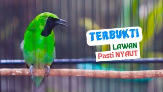 Pancingan Ampuh Suara Burung Cucak Ijo Gacor Isian Mewah Bikin Ijo Mana Saja Cepat Jamtrok [upl. by Tull]