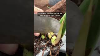 how to propagate philodendron gloriosum by cutting houseplants gardening gardeningtips [upl. by Stinky]