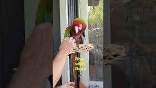 Amazing Parrot Rio Thinks Hes A Dog [upl. by Dasteel206]