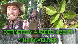 A Profile of the Boxelder Tree [upl. by Atiuqat]