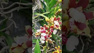 ONCIDIUM SPHACELATUM [upl. by Latnahc]