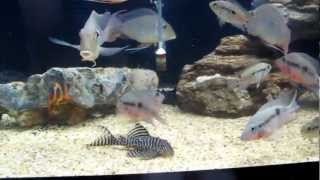 Feeding time L066 Firemouth cichlid Geophagus Surinamensis [upl. by Dnalsor218]