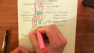 The Extrinsic Apoptosis Fas  Fas Ligand Pathway Part 1 [upl. by August]