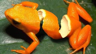 orange frog [upl. by Mar]