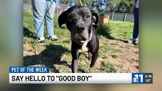 PET OF THE WEEK Meet Good Boy [upl. by Halie293]