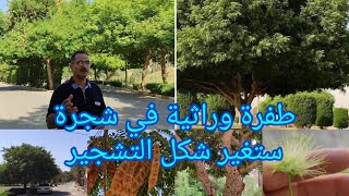 طفرة وراثية بشجرة البيزيا لبخ Albizia lebbeck العراق 🇮🇶 بابل جعلتها شجرة سوبر نعمل لاكثارها نسيجيا [upl. by Virg]