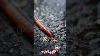 Worms in the Wild Natures Most Unlikely Superheroes [upl. by Enerual]