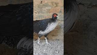 Meet the Majestic Kalij Pheasant  Birds of Beauty birds trending viralshort pheasants wildlife [upl. by Leilamag]