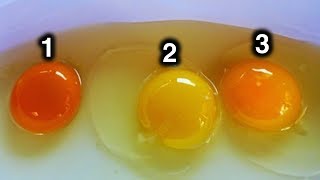 Which Egg Do You Think Came From Healthy Chicken [upl. by Atinuaj]