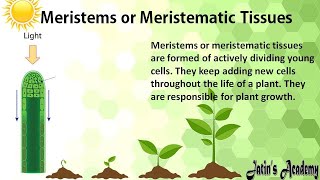 What is meristematic tissue or Meristems is characteristics  function location and types Biology [upl. by Eziechiele]