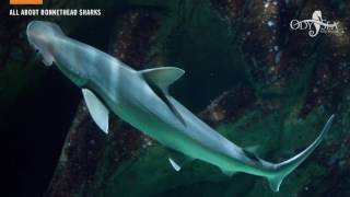 All About Bonnethead Sharks [upl. by Reggis]