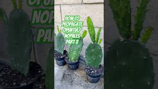 Grow your own OpuntiaNopales Part 2🌵 nopales opuntia pricklypear shorts cacti fruit garden [upl. by Luigi782]