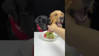 Today We Eat Noodles Made From Green Vegetables Golden and Labrador Cute Pet Debut Plan [upl. by Arvo248]