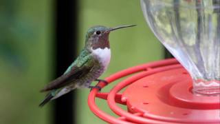 Broadtailed Hummingbird  Beattys Guest Ranch  Miller Canyon AZ  Sept 19 10 [upl. by Harwell]