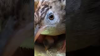 Zitting cisticola bird repairing the nest P 1 shorts [upl. by Culley]