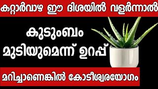 വീട്ടിൽ കറ്റാർവാഴ ഉള്ളവർ ഈ തെറ്റ് ചെയ്യല്ലേ കുടുംബം നശിക്കും Malayalam astrology  vastu [upl. by Nylcsoj]