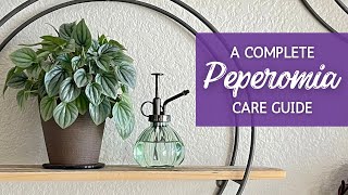 Mastering Peperomia Care The Ultimate Guide [upl. by Tut909]