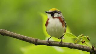 Chestnutsided Warbler [upl. by Sonitnatsnok]